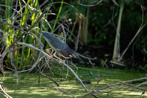 Garza Verde Que Acaba Atrapar Pez Estanque Humedales — Foto de Stock