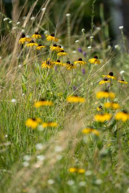 Uzun otların arasında büyüyen siyah gözlü susanlar.