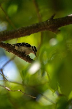 Ağaçkakan ağaçta saklanıyor.