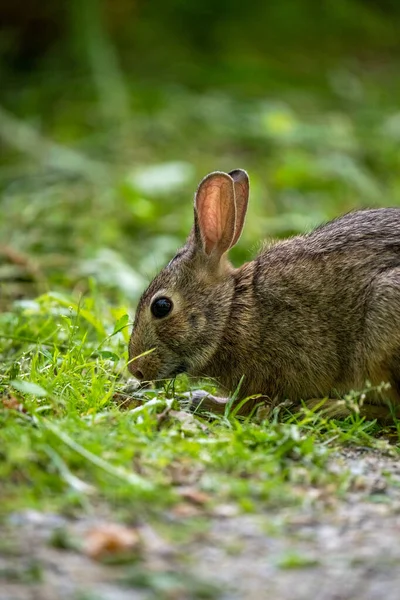 Primer Plano Conejo Comiendo Hierba Lado Del Sendero — Foto de Stock