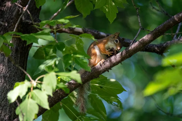 美国红松鼠 树上有坚果 — 图库照片