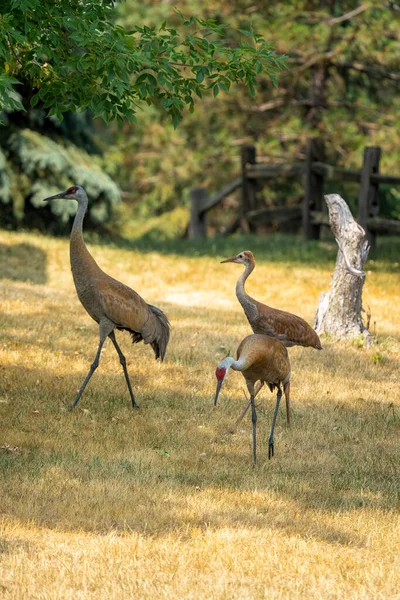 Guindaste Sandhill Com Bebê Guindastes Alimentação — Fotografia de Stock