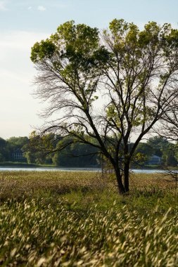 Minnesota 'da gölün kıyısındaki ışıklandırılmış ağaç.