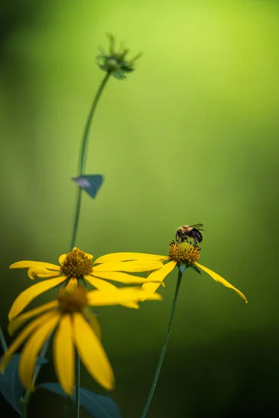 Ape Fiore Selvatico Giallo — Foto Stock