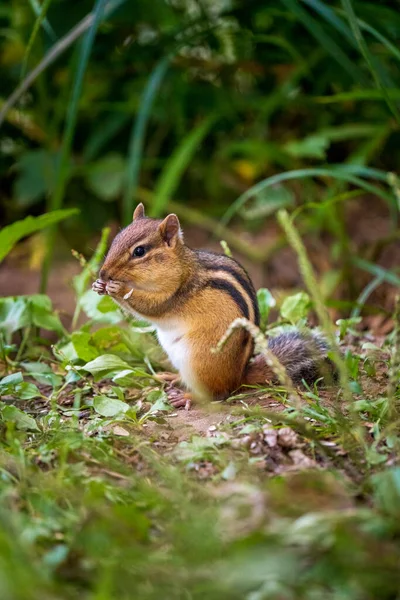 Ardilla Sentada Comiendo Una Pequeña Semilla — Foto de Stock