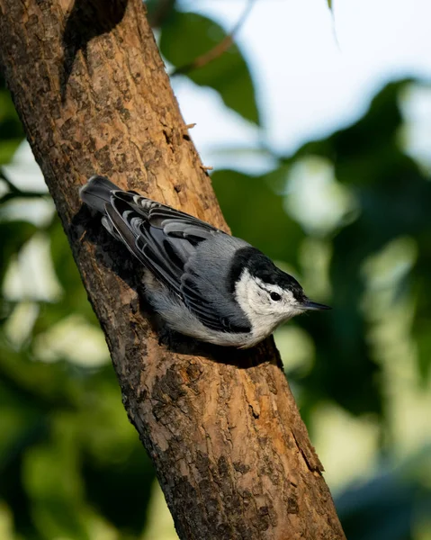 Blanco Nuthatch Pecho Una Rama Árbol —  Fotos de Stock