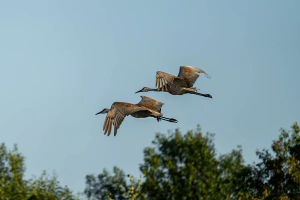 Dos Grúas Areniscas Vuelo Sobre Una Pradera —  Fotos de Stock