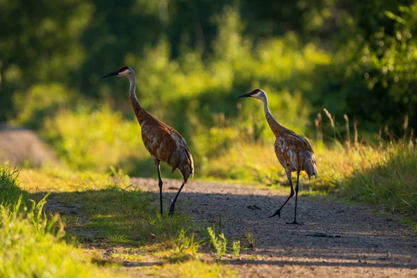 Zwei Sandhügelkräne Stehen Auf Einem Feldweg — Stockfoto