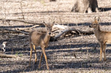 Düşen yapraklar ve dallarla ağaçlık bir alanda iki geyik duruyor..