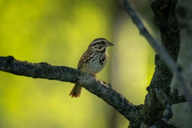 Küçük, kahverengi ve beyaz bir serçe bir ağaç dalına tüneyip yumuşak yeşil bir arka plana yaslanır..