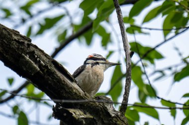 Ağaçkakan yeşil yaprakların arasında bir ağaç dalına tünemiş..