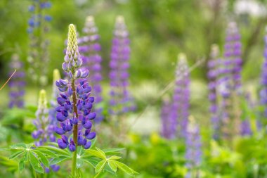 Mor lup çiçeklerinin açtığı bir tarla.
