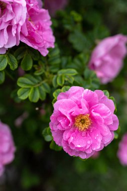 Zarif su damlacıklarıyla süslenmiş canlı pembe bir gülü yakından çek.