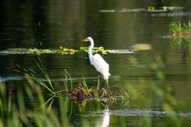 Beyaz bir balıkçıl, sakin bir gölde, küçük bir sazlıkların üzerinde dimdik durur..