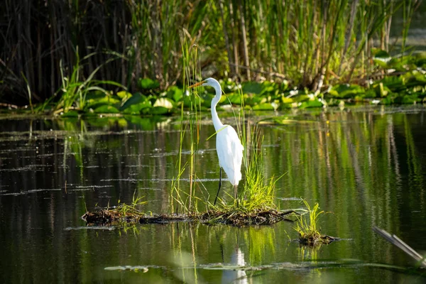 Beyaz bir balıkçıl, sakin, yeşil bir göldeki küçük otlak bir adada duruyor..