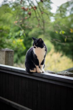 Siyah ve beyaz bir kedi, bulanık yeşil bir arka planı olan, koyu ahşap bir çitte oturur..