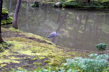 Balıkçıl, durgun bir göletin yanındaki yosunlu bir kıyıda duruyor. Suya yansıyan ağaçlarla birlikte..