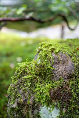 Yosun kaplı bir kaya yemyeşil bir bahçede oturur..