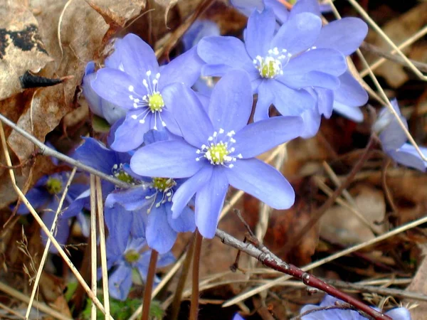 Imatra Finland First Spring Flowers — Stock Photo, Image