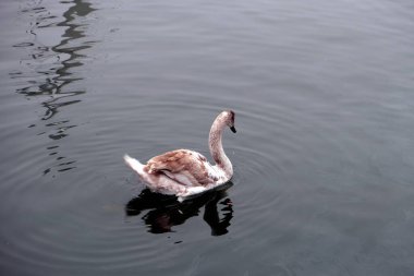 Limandaki Kuğular, Baltiysk kasabası, Kaliningrad bölgesi, Rusya