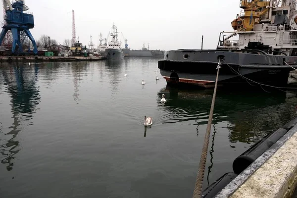 Zwanen Haven Stad Baltiysk Kaliningrad Rusland — Stockfoto