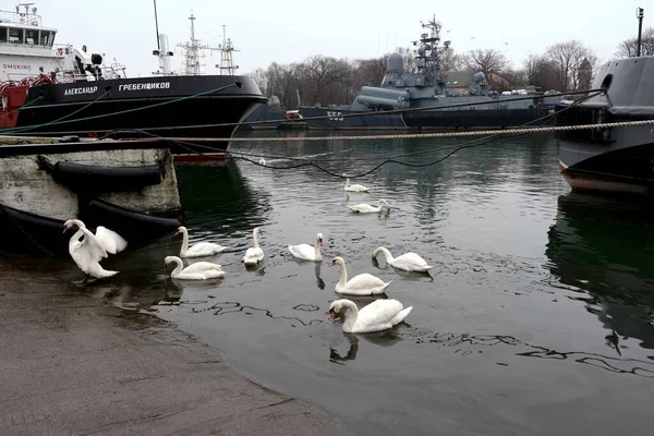 Cisnes Porto Cidade Baltiysk Região Kaliningrado Rússia — Fotografia de Stock