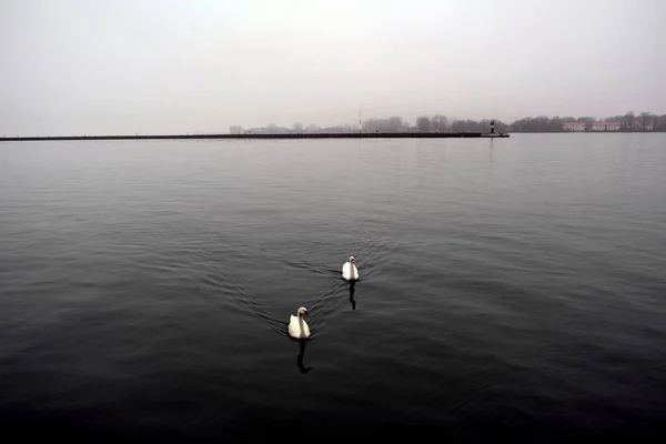 Zwanen Haven Stad Baltiysk Kaliningrad Rusland — Stockfoto