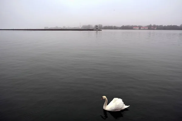 Cygnes Dans Port Ville Baltiysk Région Kaliningrad Russie — Photo