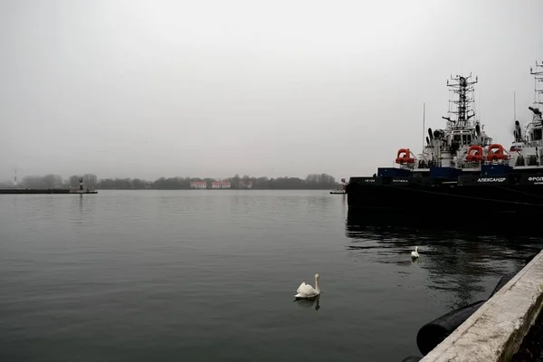 Cygnes Dans Port Ville Baltiysk Région Kaliningrad Russie — Photo