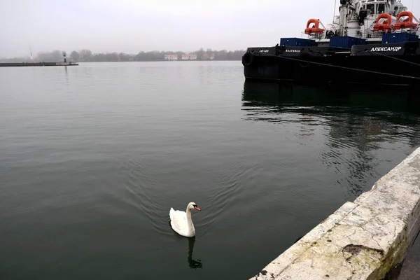 Zwanen Haven Stad Baltiysk Kaliningrad Rusland — Stockfoto