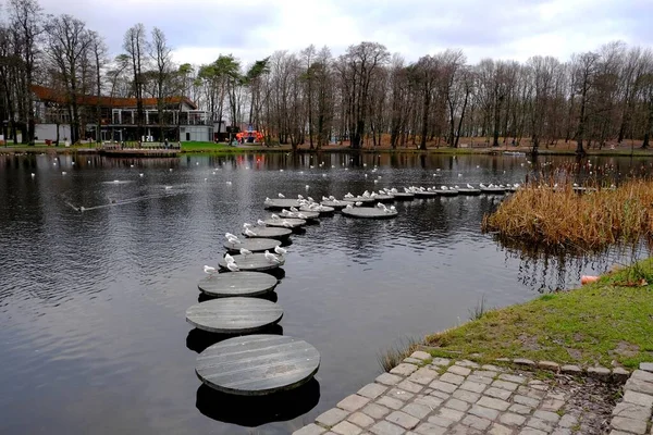 Vogels Een Vijver Het Stadspark Zelenogradsk Kaliningrad Oblast Rusland — Stockfoto