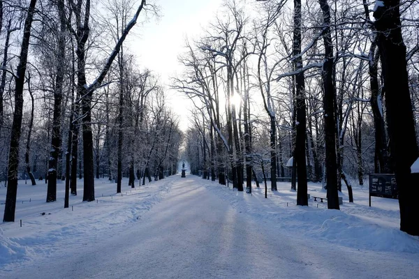 Russia Peterhof Lower Park Snowy Winter — Stock Photo, Image