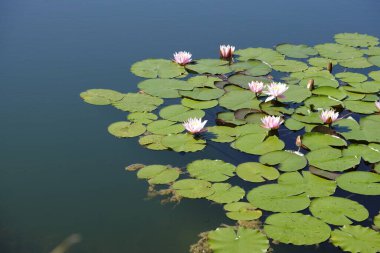 Gölette çiçek açan nilüferler, sıcak Temmuz 2021, Rusya, Smolensk bölgesi, Kasplya