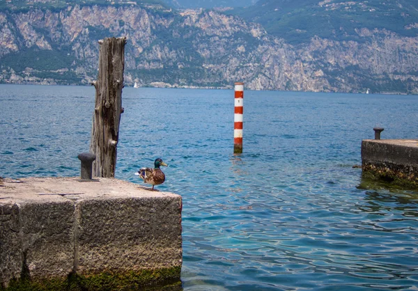 Kahverengi ördek Marina Malcesine şehir, lake Garda, İtalya