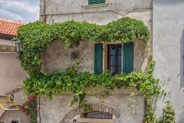 Eski pencere yeşil Ivy, İtalya tarafından çerçeveli