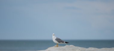 Martı bir kayaya Adriyatik Denizi'nde Conero Np, Marche, İtalya