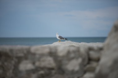 Martı bir kayaya Adriyatik Denizi'nde Conero Np, Marche, İtalya