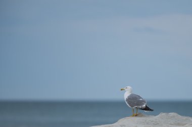 Martı bir kayaya Adriyatik Denizi'nde Conero Np, Marche, İtalya