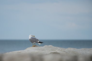 Martı bir kayaya Adriyatik Denizi'nde Conero Np, Marche, İtalya