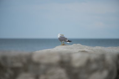 Martı bir kayaya Adriyatik Denizi'nde Conero Np, Marche, İtalya
