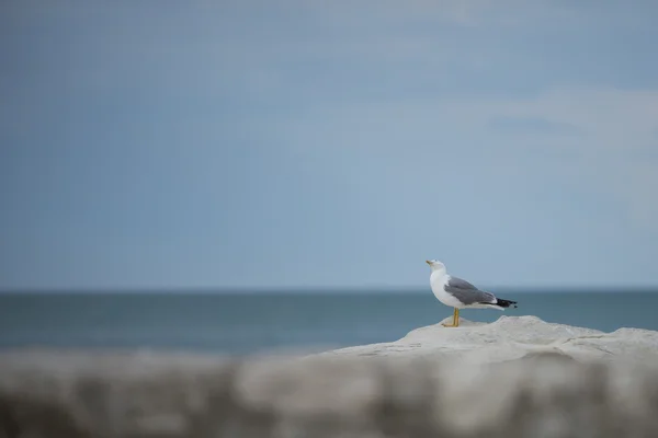 Seagull on a rock in the Adriatic sea, Conero NP, Marche, Italy — Stock Photo, Image