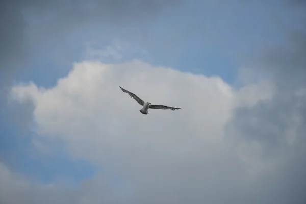 Seaugull uçan bir mavi gökyüzünde bulutlar ile Conero Np, İtalya