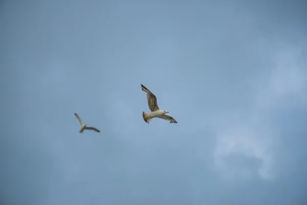 Seaugull volando en un cielo azul con nubes, Conero NP, Italia — Foto de Stock