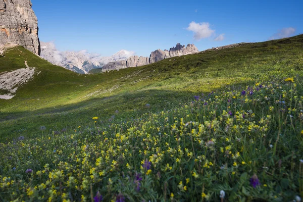 Fleurs jaunes dans les prés et la chaîne de montagnes Croda da Lago, Dolomites, Vénétie, Italie — Photo