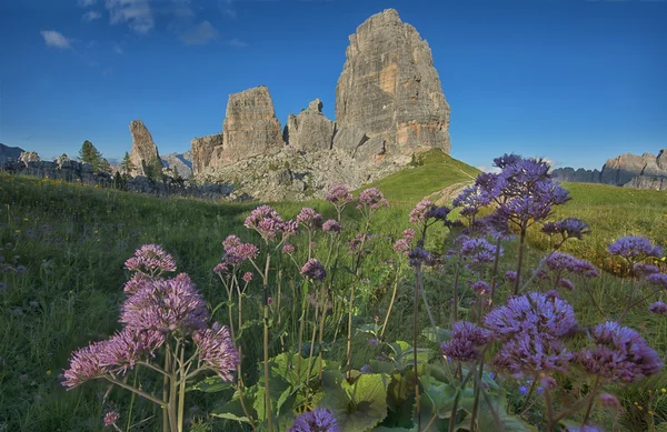 Roze bloemen in de weiden en Cinque Torri bergketen, Dolomieten, Veneto, Italië — Stockfoto