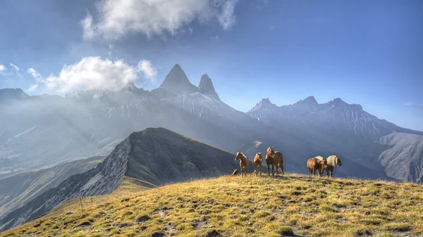 Bir grup Aiguille d'Arves m önünde bir çayırda atların