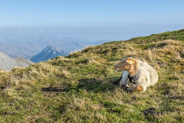 Pecora ai margini di una montagna, Ecrins, Francia — Foto Stock