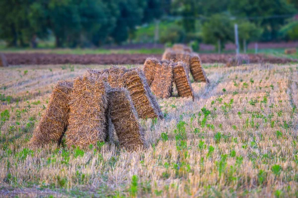 Hay bales in the meadows at sunset with blu sky and clouds, Gubb — Stock Photo, Image