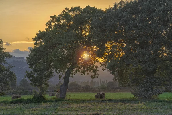 Saman balya, günbatımı, güneş ağaçların, Gubbi arasındaki çayıra