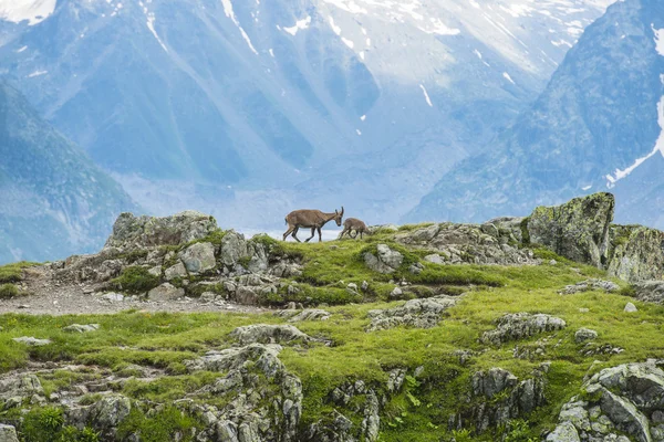 Alpin stambecco (capra di montagna) sulle rocce, Monte Bianco, Francia — Foto Stock